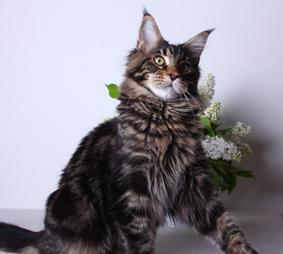 Карликовый Мейн кун