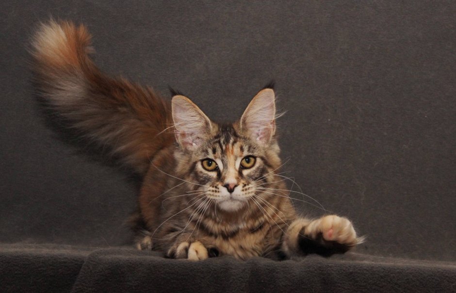 Мейн кун тигровый