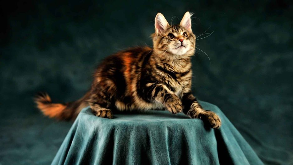 Сибирский гладкошерстный рыжий кот