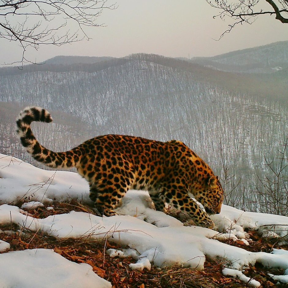 Дальневосточный леопард (Амурский леопард)