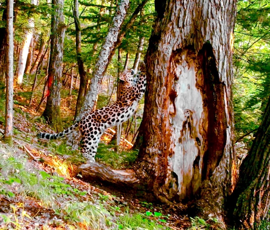 Wildlife photographer of the year 2020 Сергей горшков
