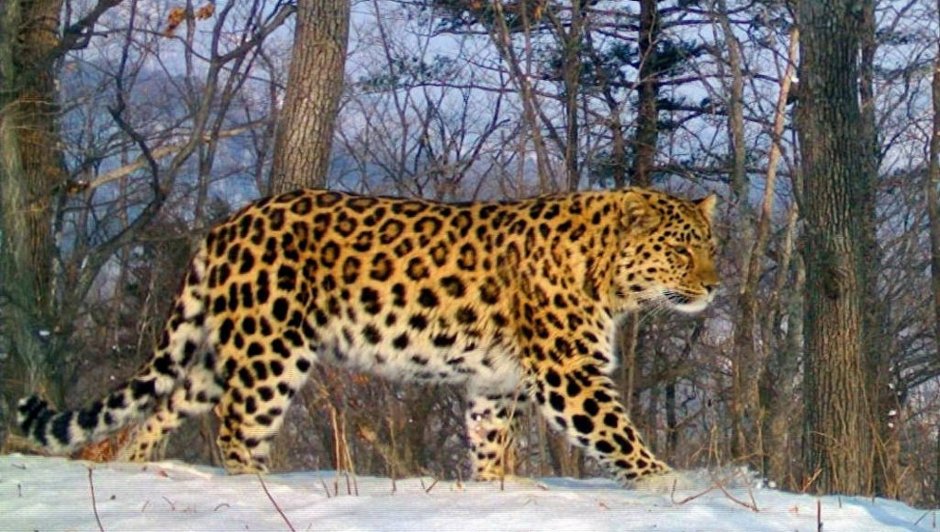 Дальневосточный Амурский леопард
