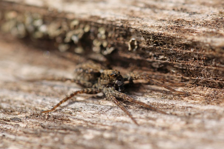Паук фото на деревянном столе