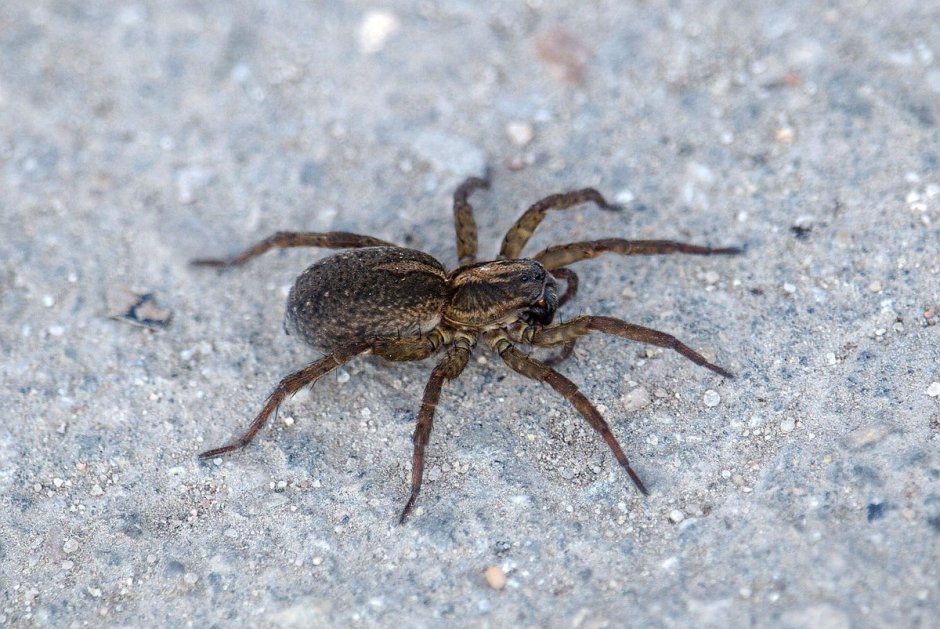 Новорожденные паучата