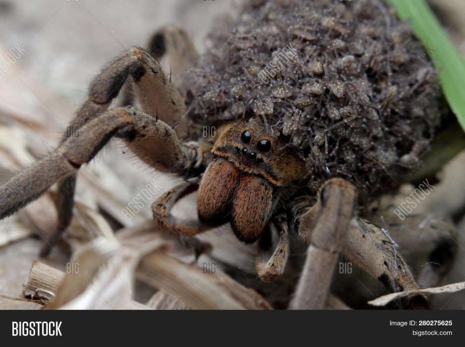 Даурский паук волк