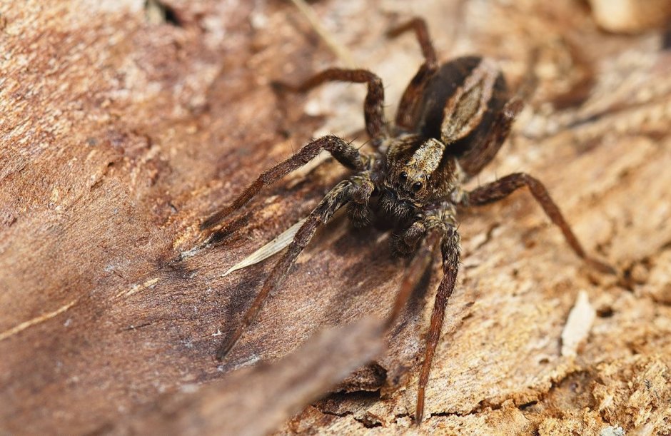 Хелицеры паука волка