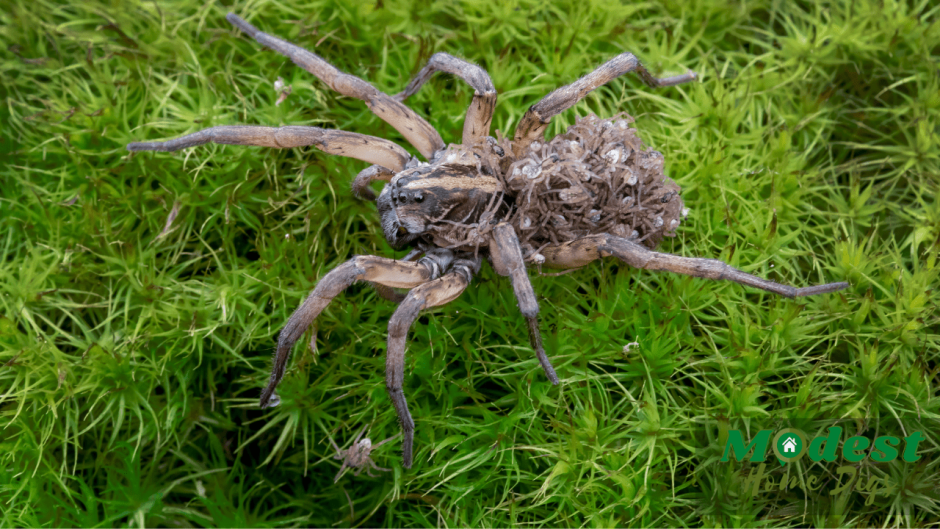 Паук волк крупным планом