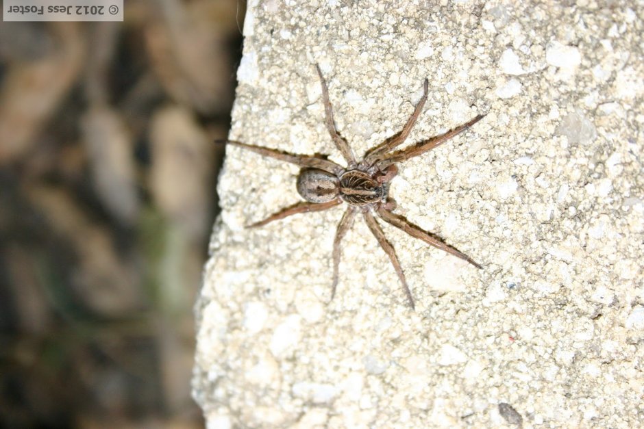 Даурский паук волк