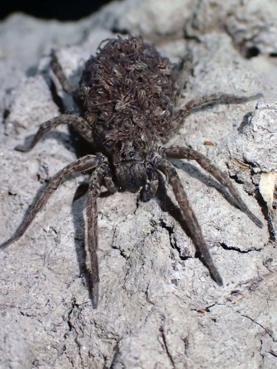 Даурский паук волк