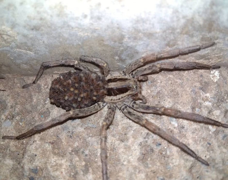 Паук волк самка с коконом