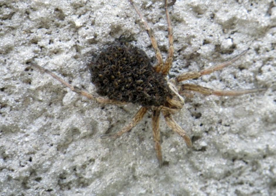 Пауки в Сочи