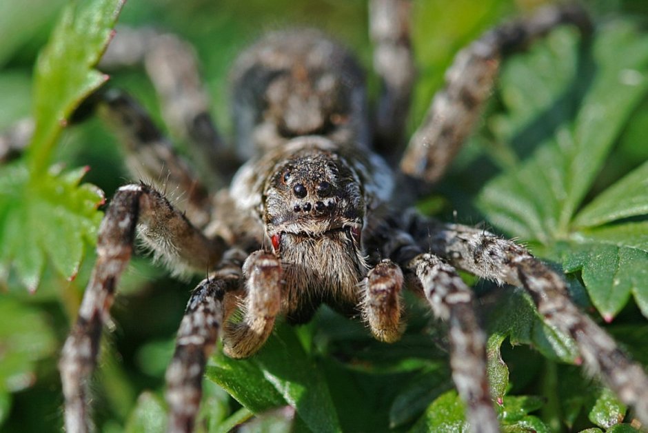 Астраханский паук Тарантул