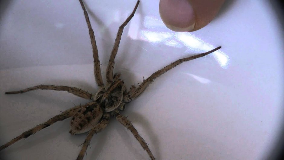 Паук скакун обыкновенный