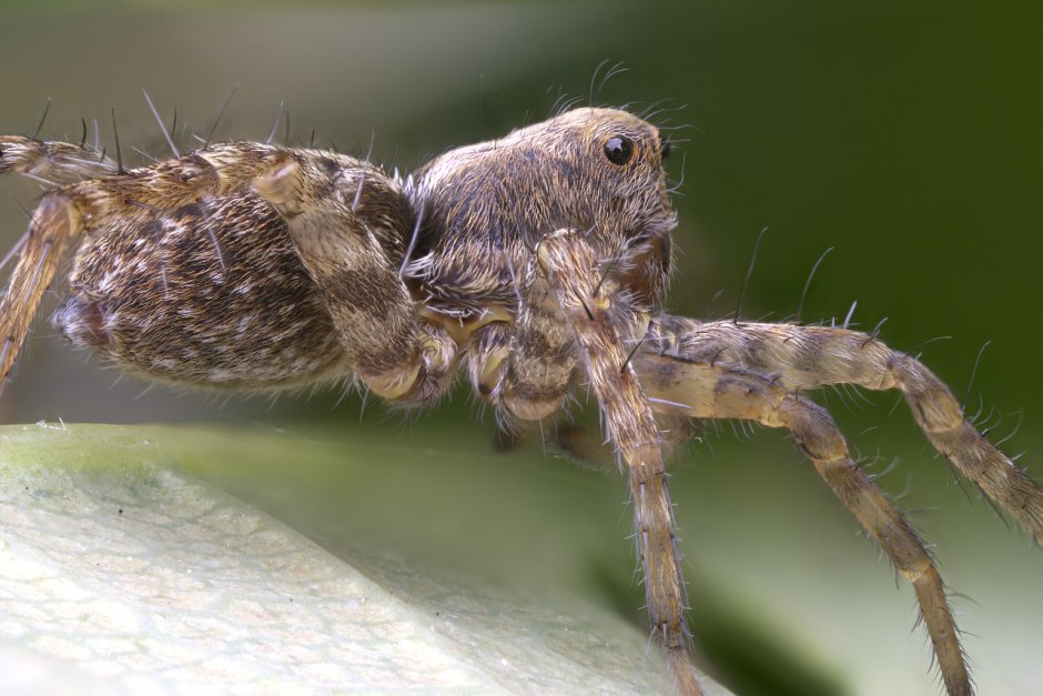 Пауки-волки Аранеоморфные пауки