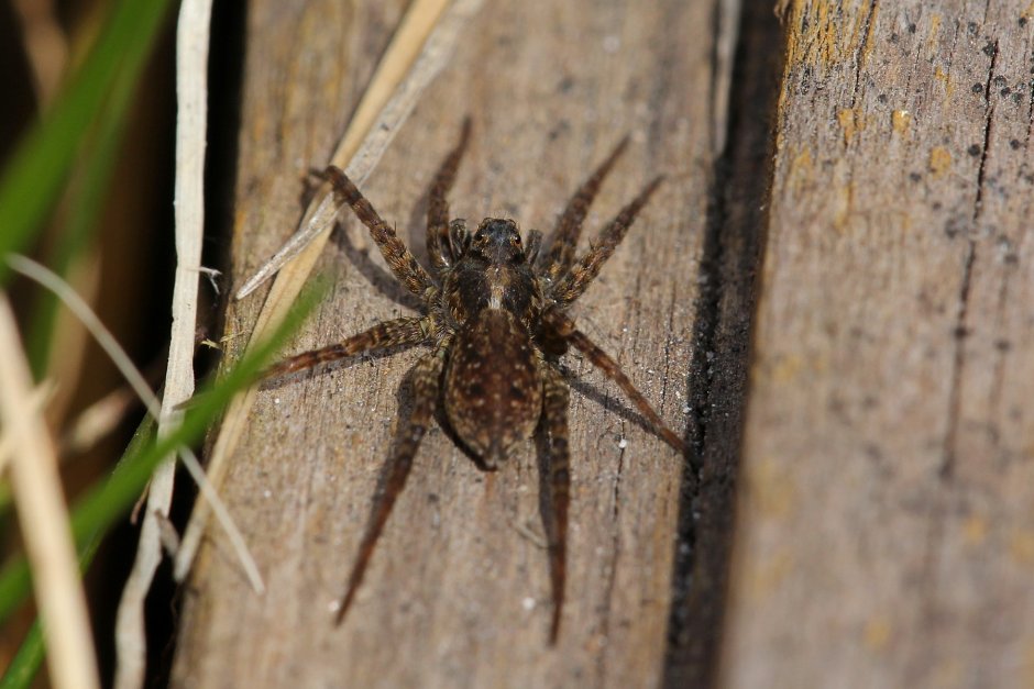 Пещерный паук-волк Кауаи