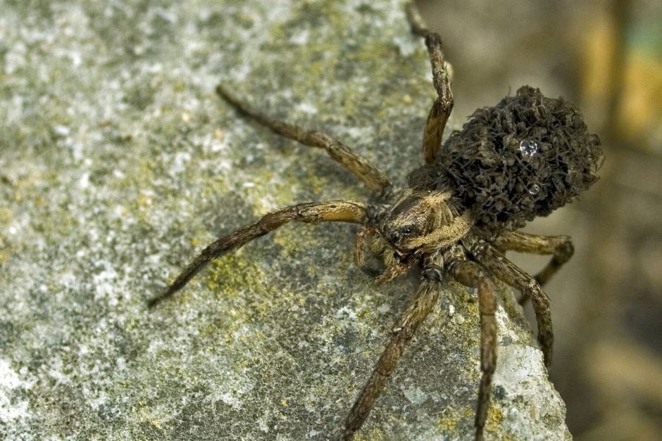 Пещерный Гавайский паук-волк (Кауаи)