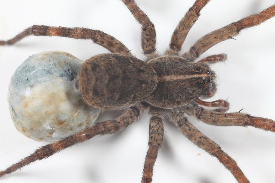 Даурский паук волк