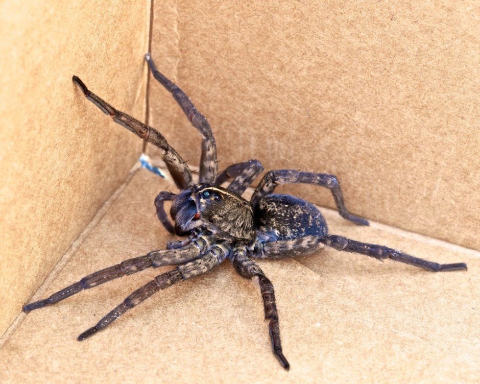 Паук волк черный