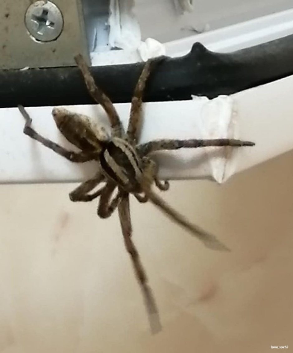 Южнорусский Тарантул с паучатами