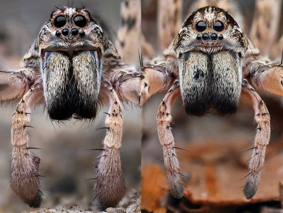 Пещерный паук волк