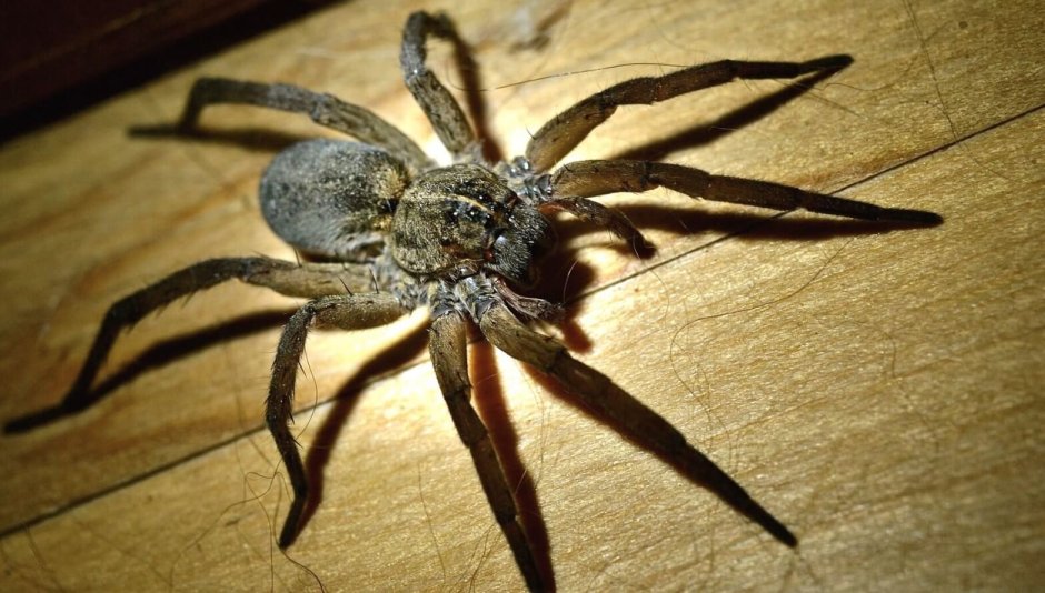 Lycosa erythrognatha