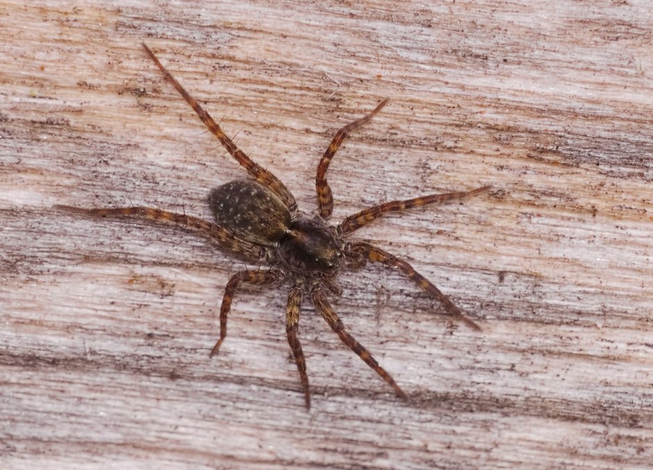 Паук-волк (Кауаи)