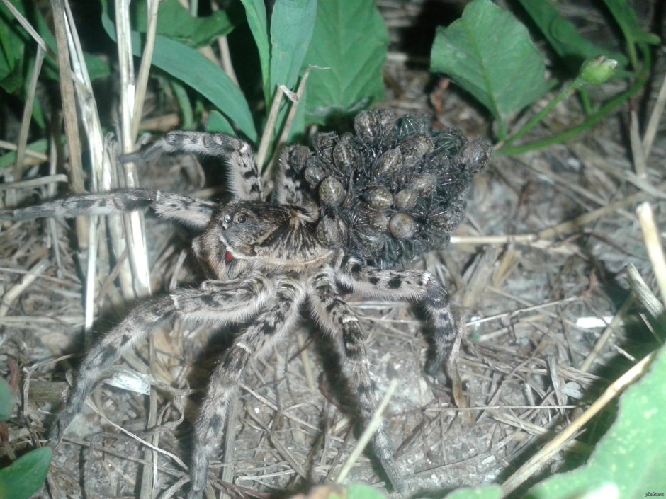 Giant Wolf Spider
