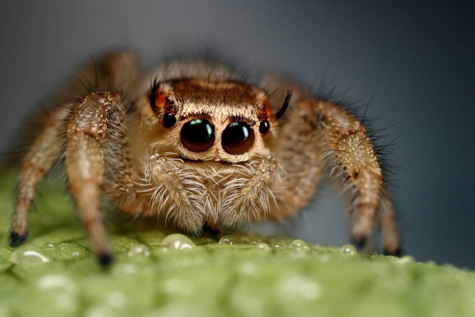 Паук волк крупным планом