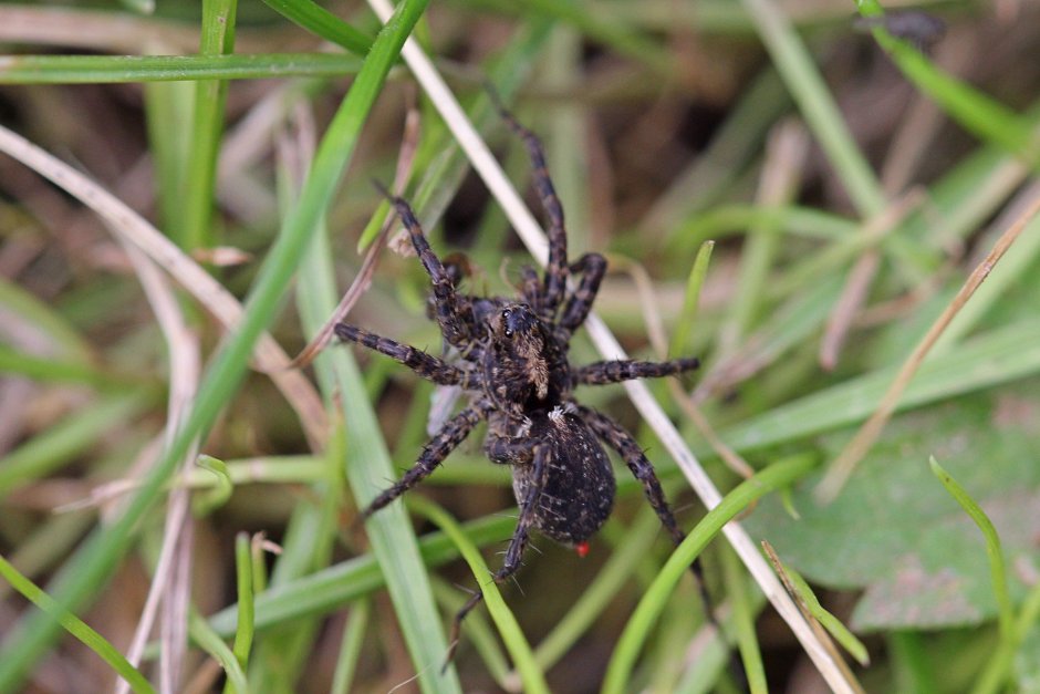 Паук волк с паучатами на спине