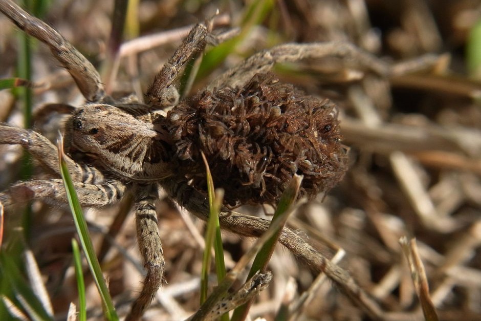 Кокон паука с паучатами