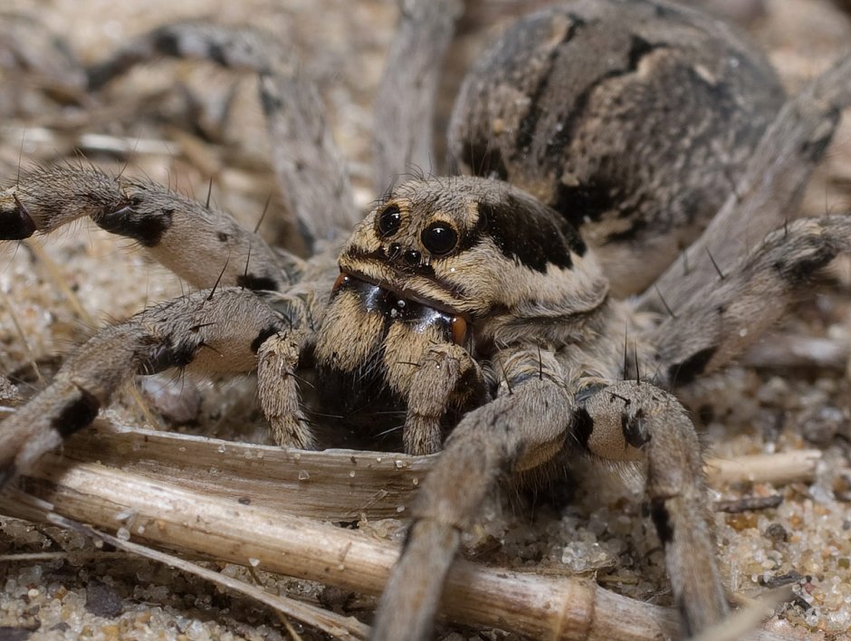 Мизгирь паук домашний черный