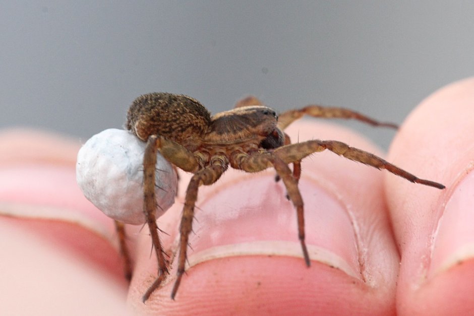 Паучата паука волка