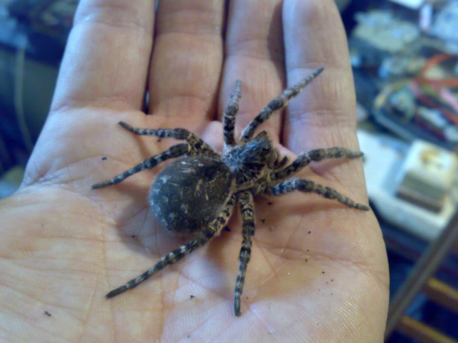 Паучок под названием волки