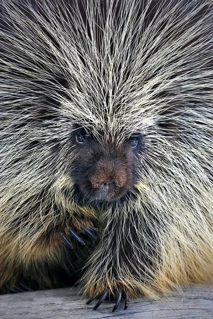 Дикобраз смешной