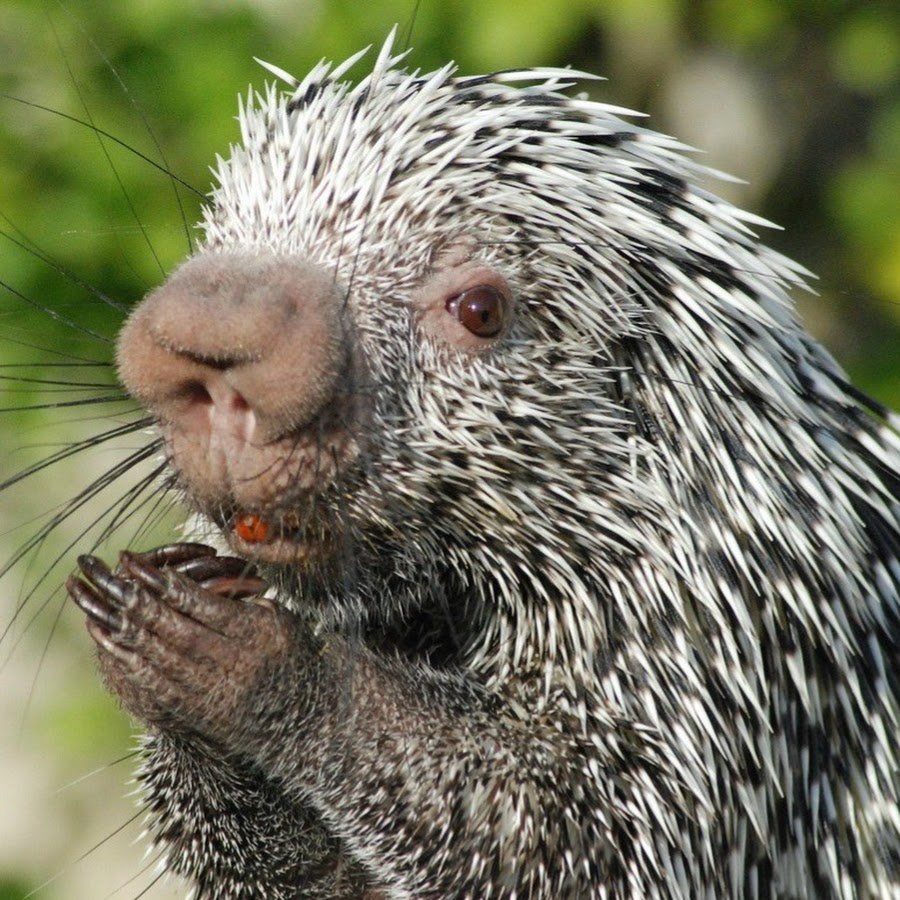 Индийский Дикобраз hystrix Indica