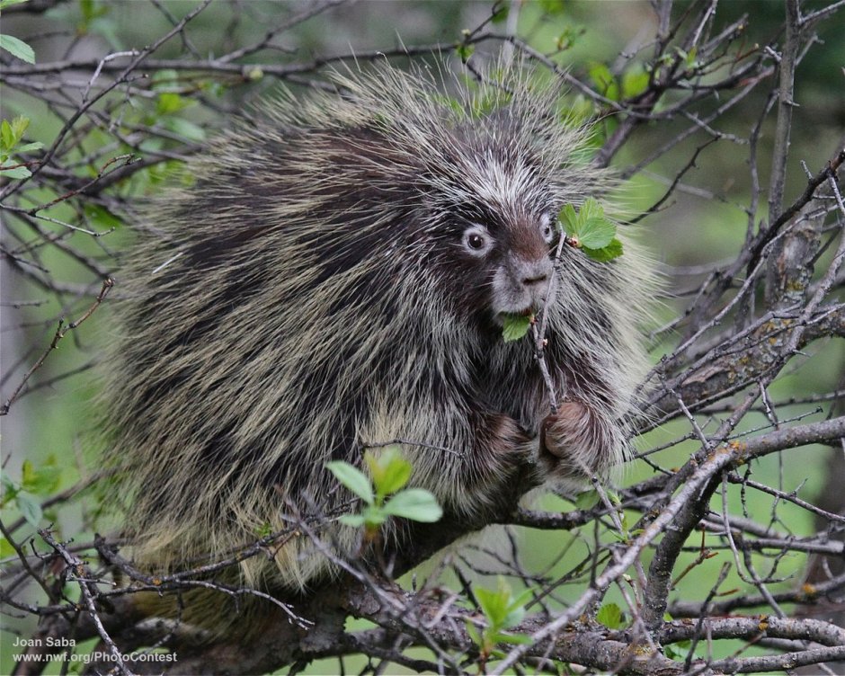 Древесный Дикобраз поркупин