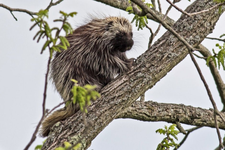 Древесный Дикобраз Северной Америки