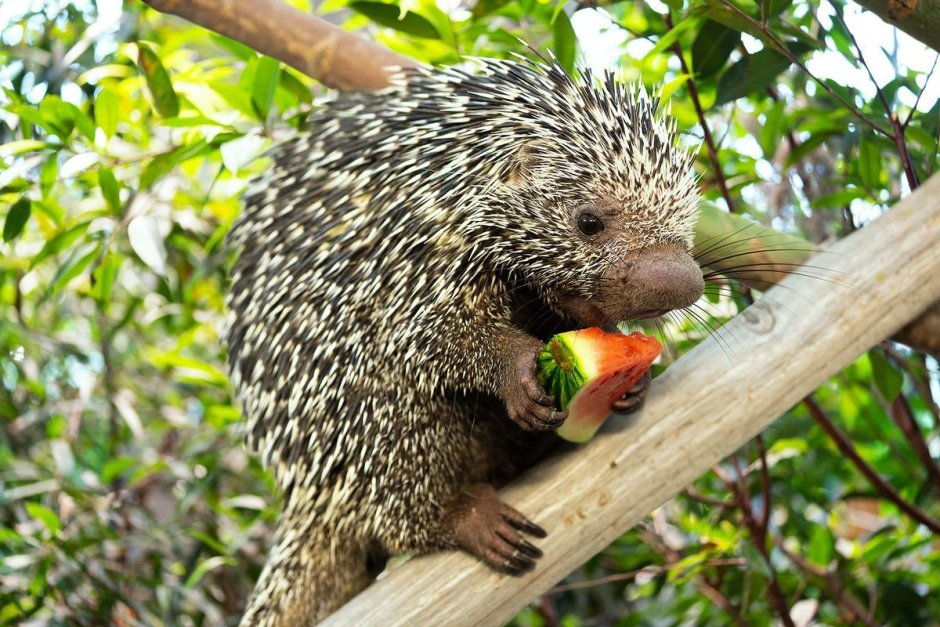 Цепкохвостый Дикобраз