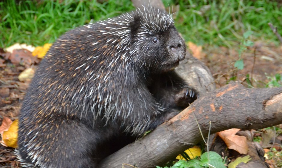 Южноафриканский Дикобраз