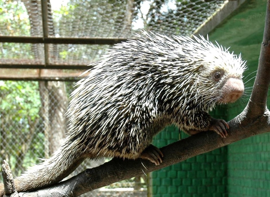 Цепкохвостый Дикобраз