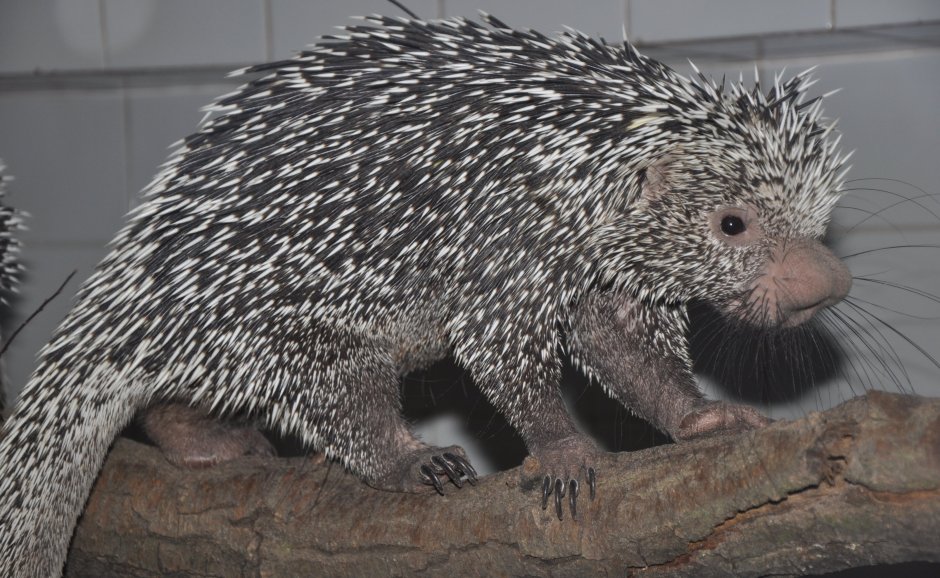 Цепкохвостый Дикобраз Coendou prehensilis