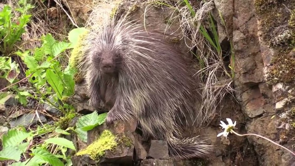 Длиннохвостый Дикобраз