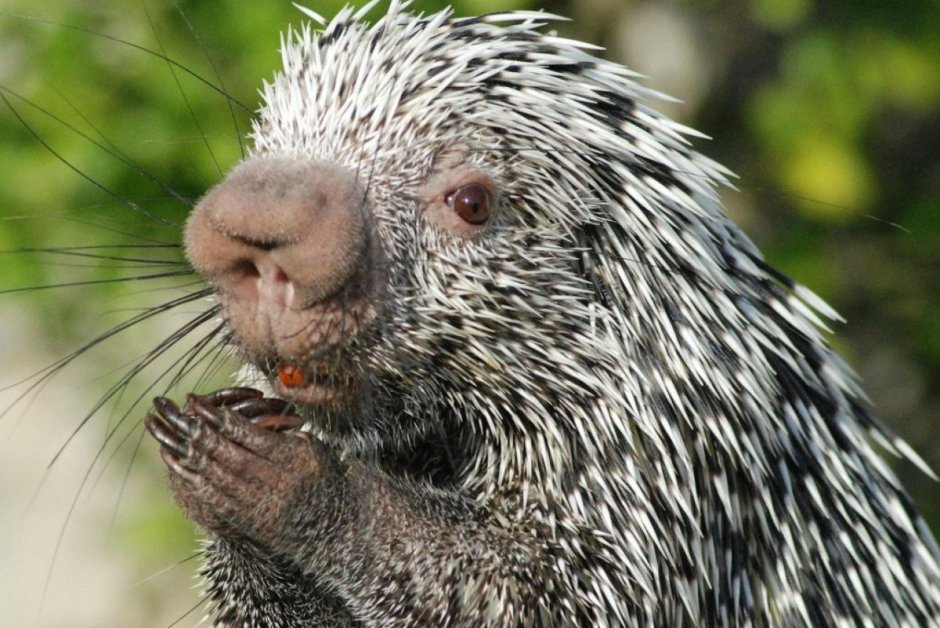 Лысый Дикобраз