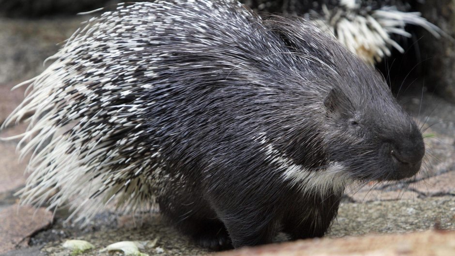 Древесный Дикобраз в Бразилии