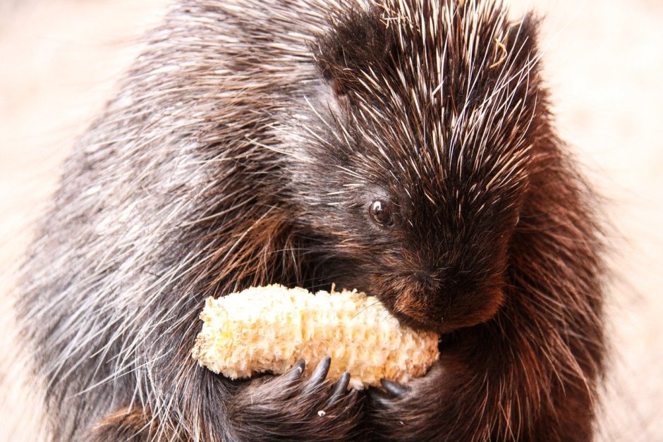 Пимпла-древесный Дикобраз