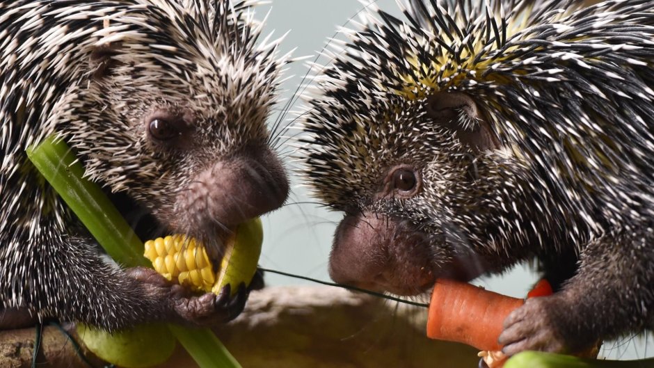 Древесный Дикобраз поркупин