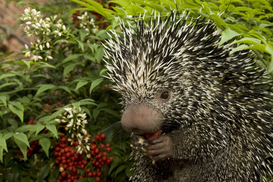 Prehensile-tailed Porcupine