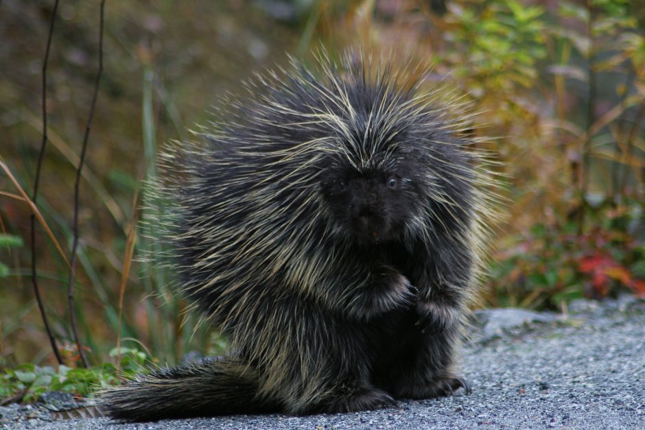 Цепкохвостый Дикобраз