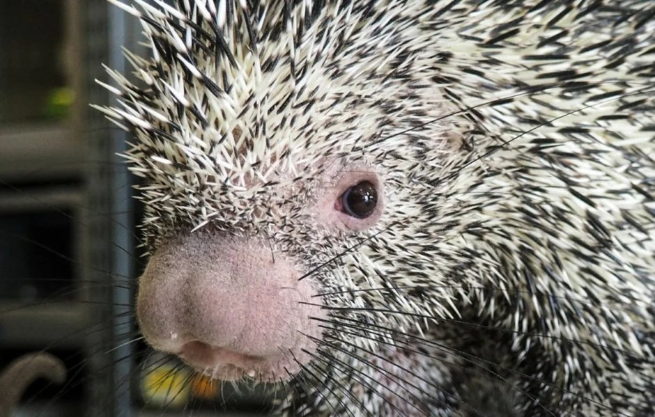 Нос дикобраза