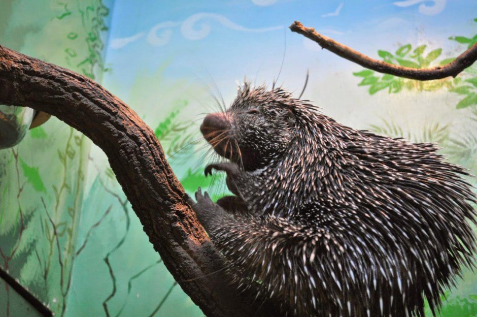 Амазонский Дикобраз